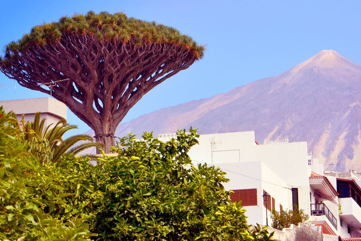 Excursión al Teide, Icod y Garachico desde el norte de Tenerife