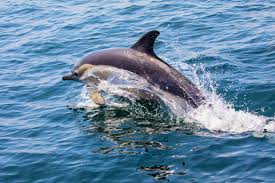 Avistamiento de delfines en Lagos